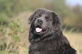 DOGUE DU TIBET 621